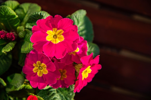 fleurs de primevère dans un pot de fleurs multicjlored beau jardin en fleurs fleur de rue en plein air