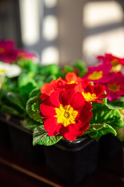 fleurs de primevère dans un pot de fleurs multicjlored beau jardin en fleurs fleur de rue en plein air