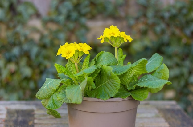 Fleurs de primevère jaune en fleurs en pot sur table dans le jardin