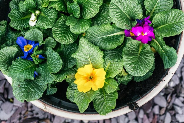 Photo des fleurs de primules de printemps dans un pot en céramique dans le jardin