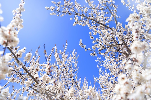 Les fleurs printanières blanches des abeilles poires viennent s'épanouir pour récolter le pollen pour faire du miel Ce type de végétation indique le début du printemps