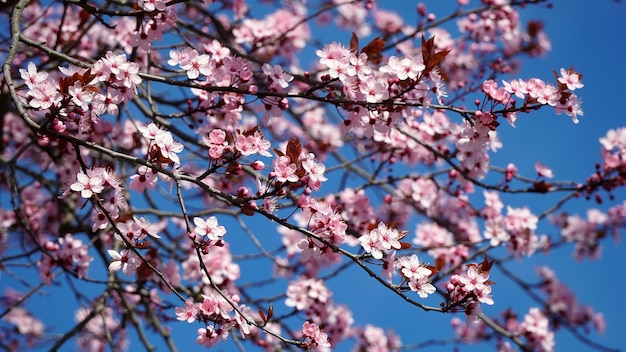 Fleurs printanières blanches sur fond de ciel bleu