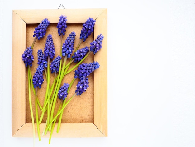 Fleurs printanières bleues sur fond blanc Muscari armeniacum Félicitations pour carte postale lumineuse Copiez l'espace nature morte mise à plat muscaris arménien Cadre photo en carton et bois