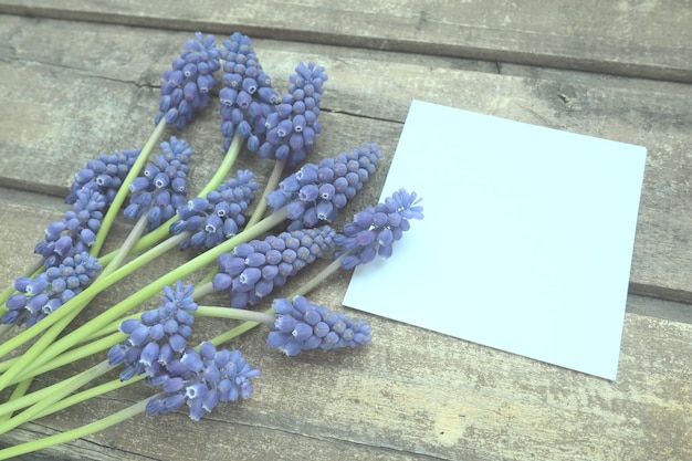 Fleurs printanières bleues sur fond de bois Muscari armeniacum sur une table Feuille de papier blanche pour le texte Copier l'espace nature morte mise à plat Muscari de raisin arménien