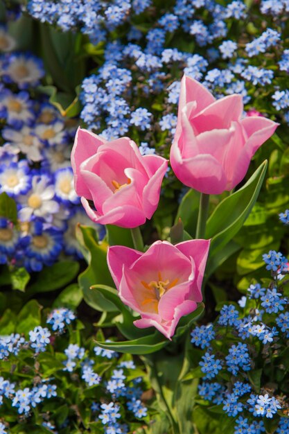Fleurs printanières colorées dans le jardin: tulipes, marguerite, cammomille