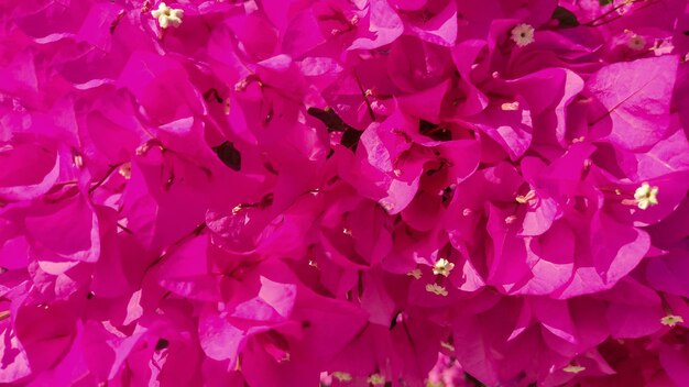 fleurs printanières colorées dans le jardin