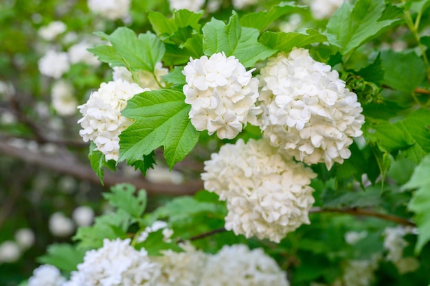 Fleurs printanières en fleurs Grandes belles boules blanches de fleurs Viburnum opulus Roseum Boule de neige White Guelder Rose ou Viburnum opulus Sterilis Snowball Bush Boule de neige européenne