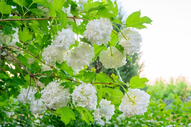 Fleurs printanières en fleurs Grandes belles boules blanches de fleurs Viburnum opulus Roseum Boule de neige White Guelder Rose ou Viburnum opulus Sterilis Snowball Bush Boule de neige européenne