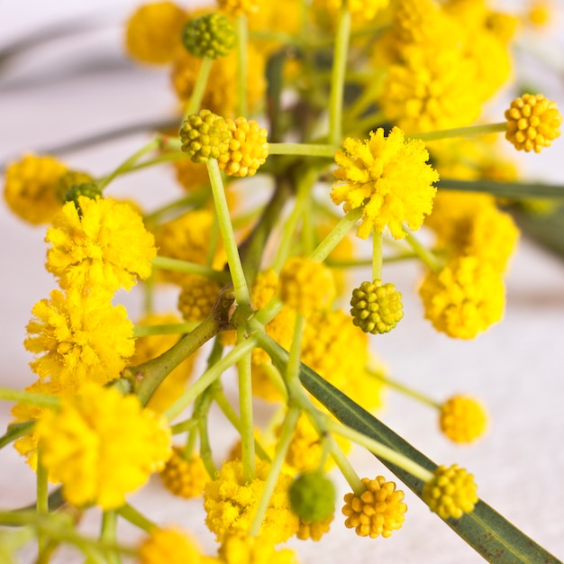 Photo fleurs printanières jaunes de mimosa. macro, mise au point sélective