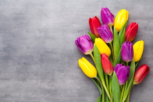 Fleurs printanières multicolores, tulipe sur gris.