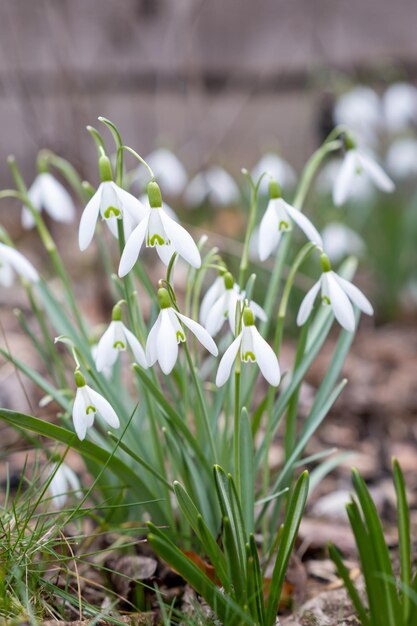 Fleurs printanières de perce-neige La délicate fleur de perce-neige est l'un des symboles du printemps qui nous dit que l'hiver s'en va et que nous avons des temps plus chauds à venir