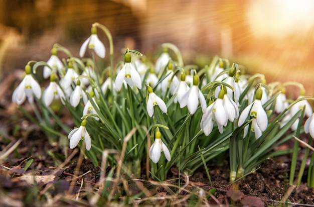 Fleurs printanières premières perce-neige blanches dans la neige tombée réchauffée par les rayons du soleil