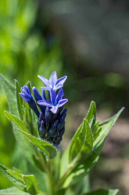 Fleurs printanières sauvages en fleurs colorées en vue