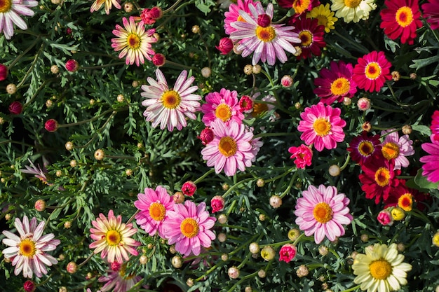 Fleurs printanières sauvages en fleurs colorées en vue