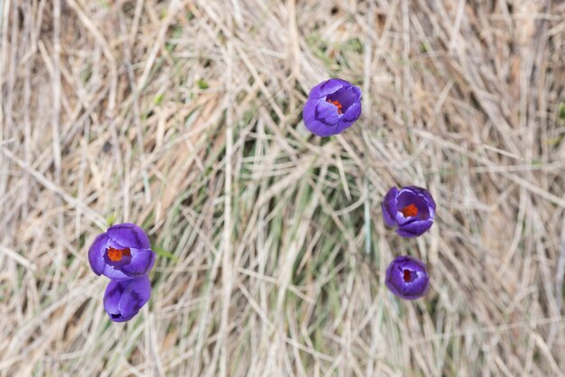 Fleurs printanières violettes