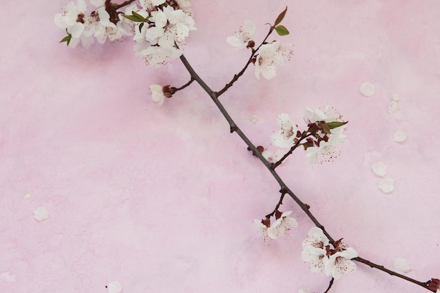 Fleurs de printemps abricot blanc sur fond de ciment rose grunge avec fond. Concept saisonnier et salutation.