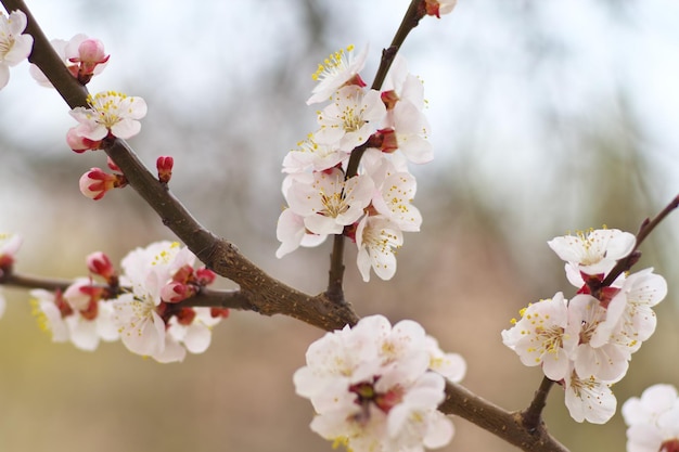 Fleurs de printemps d'abricotier