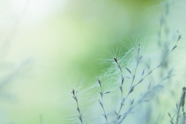 Photo fleurs de printemps abstrait fond flou naturel