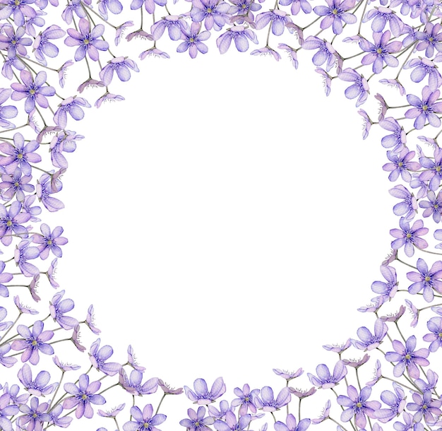 Fleurs de printemps aquarelle isolés sur fond blanc Scilla Coppice hepatica premières fleurs de printemps Illustration de délicates fleurs de lilas Primevères les anémones fleurs de la forêt hépatique