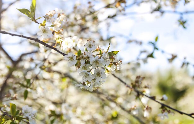 Fleurs de printemps sur l'arbre sous le ciel bleu Nature fond