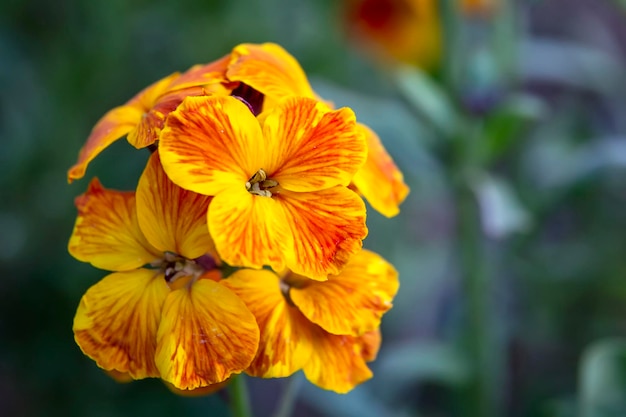 Les fleurs de printemps aux couleurs vives d'Erysimum cheiri Cheiranthus également connu sous le nom de Wallflower