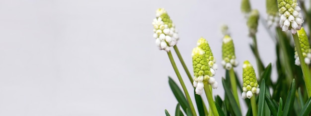 Photo des fleurs de printemps sur une bannière de fond gris blanc