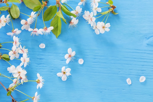 Fleurs de printemps blanc sur fond de bois bleu