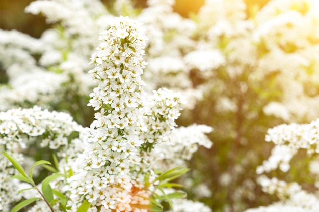 Fleurs de printemps blanches sur fond naturel Fleurs de printemps blanches comme fond de printemps