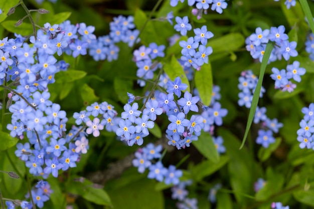 Fleurs de printemps bleu avec des feuilles vertes comme arrière-plan fond de printemps