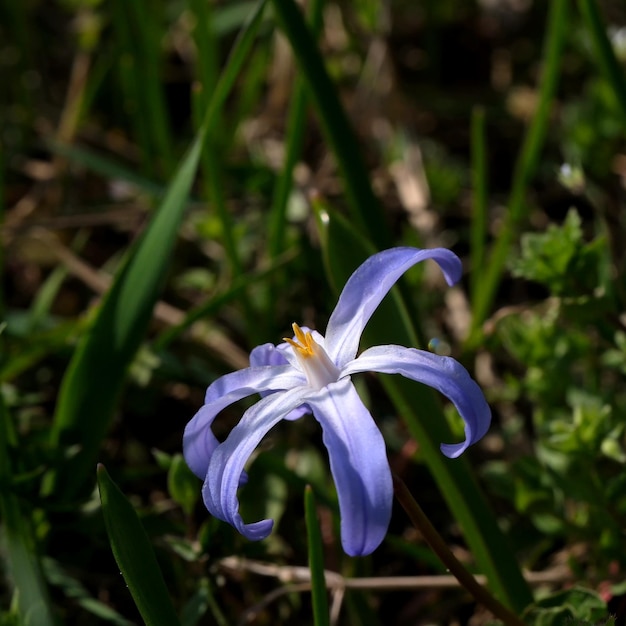 Fleurs de printemps bleu fleurissent gros plan