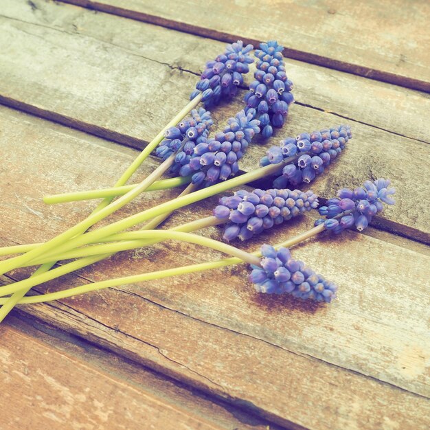 Photo fleurs de printemps bleu sur un fond de bois muscari armeniacum muscari arménien