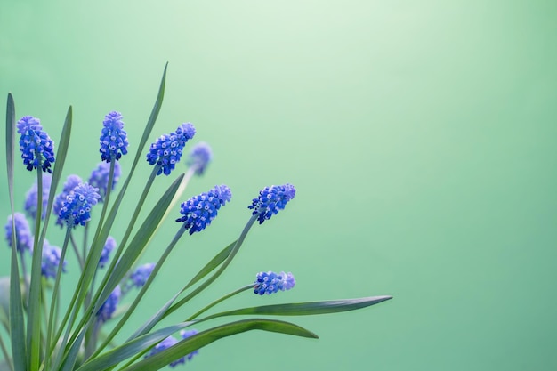 Fleurs de printemps bleu sur fond vert