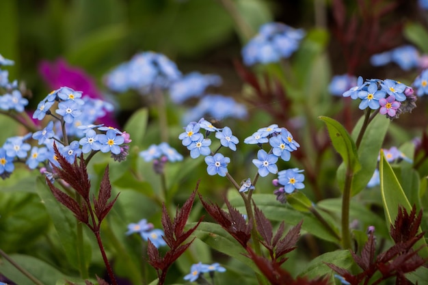 Fleurs de printemps bleu myosotis fleurs closeup fond de fleurs naturelles