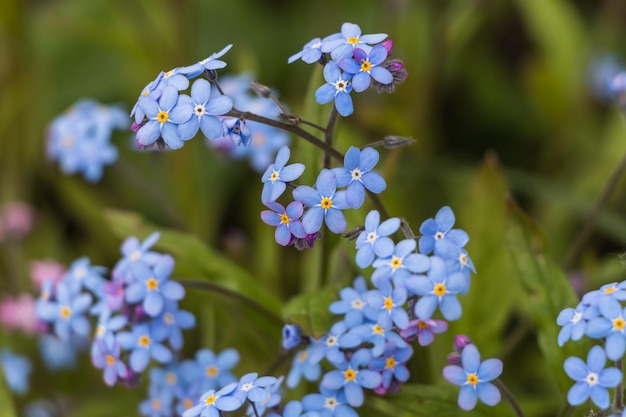 Fleurs de printemps bleu myosotis fleurs closeup fond de fleurs naturelles