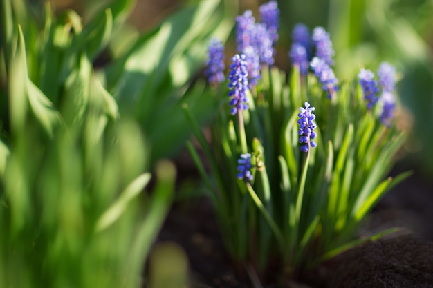 Fleurs de printemps bleu