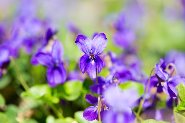 Fleurs de printemps bois violet viola odorata chien violet sauvage viola hirta viola sororia violet doux fleur de la reine charlotte fleurs violettes fleurissent dans la forêt de printemps Viola odorata