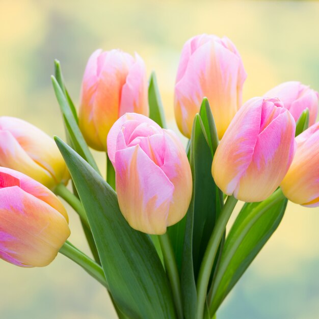 Fleurs de printemps. Bouquet de tulipes corail vivant sur le fond de bokeh.