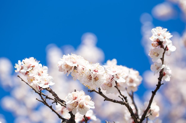 Fleurs de printemps branches d'abricot en fleurs contre le ciel bleu.