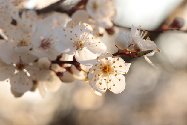 Photo fleurs de printemps sur un cerisier en fleurs au lever du soleil