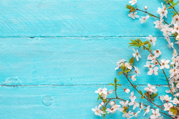 Fleurs de printemps cerisier en fleurs sur fond de bois bleu. vue de dessus avec espace copie