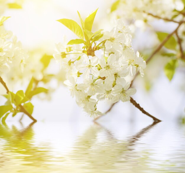 Fleurs de printemps de cerisier