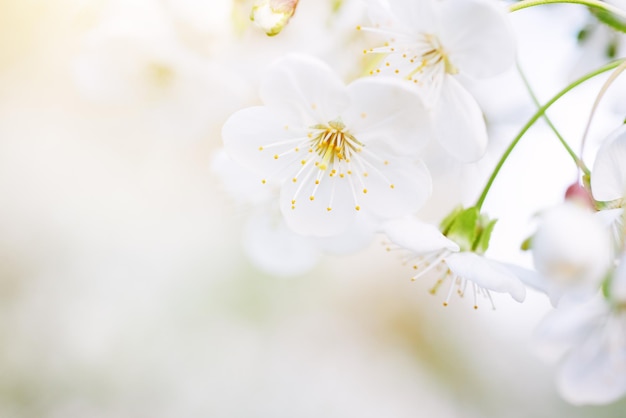 Fleurs de printemps de cerisier