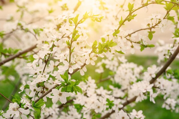 Fleurs de printemps de cerisier