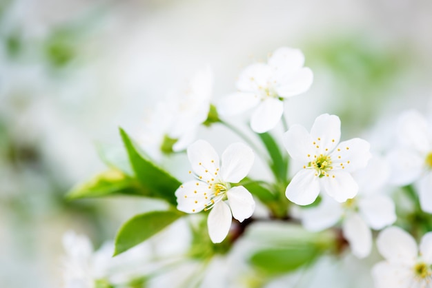 Fleurs de printemps de cerisier