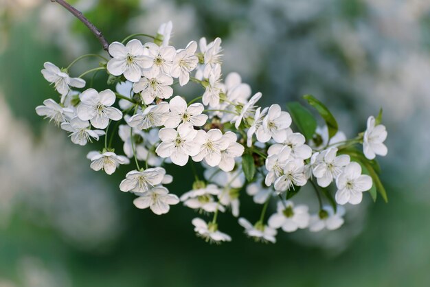 Fleurs de printemps de cerisier