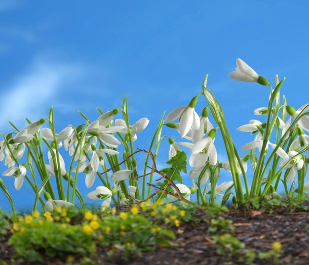 fleurs de printemps, ciel bleu, soleil lumineux nature paysage bannière modèle fond bannière