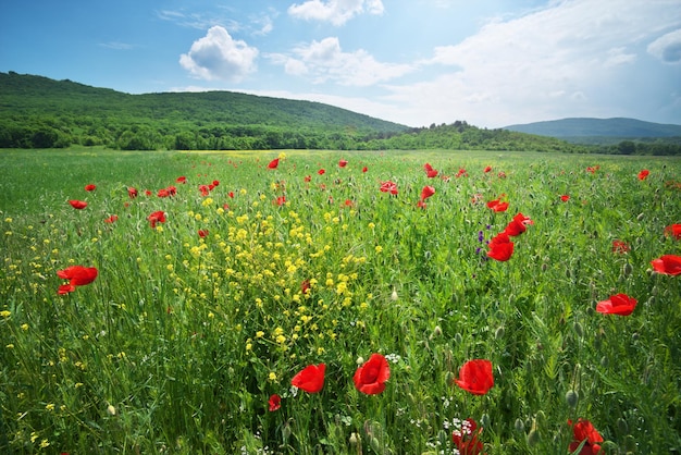 Fleurs de printemps coquelicot dans le pré