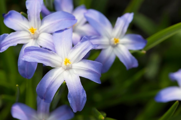 Fleurs de printemps de couleur bleue