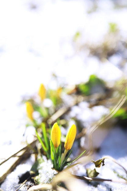 Fleurs de printemps, crocus blanc perce-neige rayons du soleil. Crocus blancs et jaunes dans le pays au printemps. Des plantes fraîches et joyeuses ont fleuri. Les jeunes pousses.