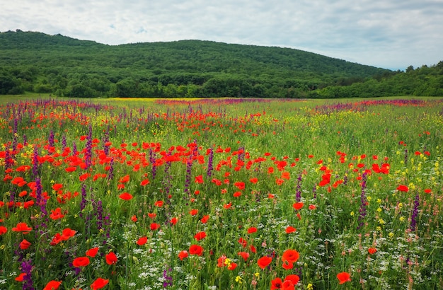 Fleurs de printemps dans le champ. Beau paysage. Composition de la nature